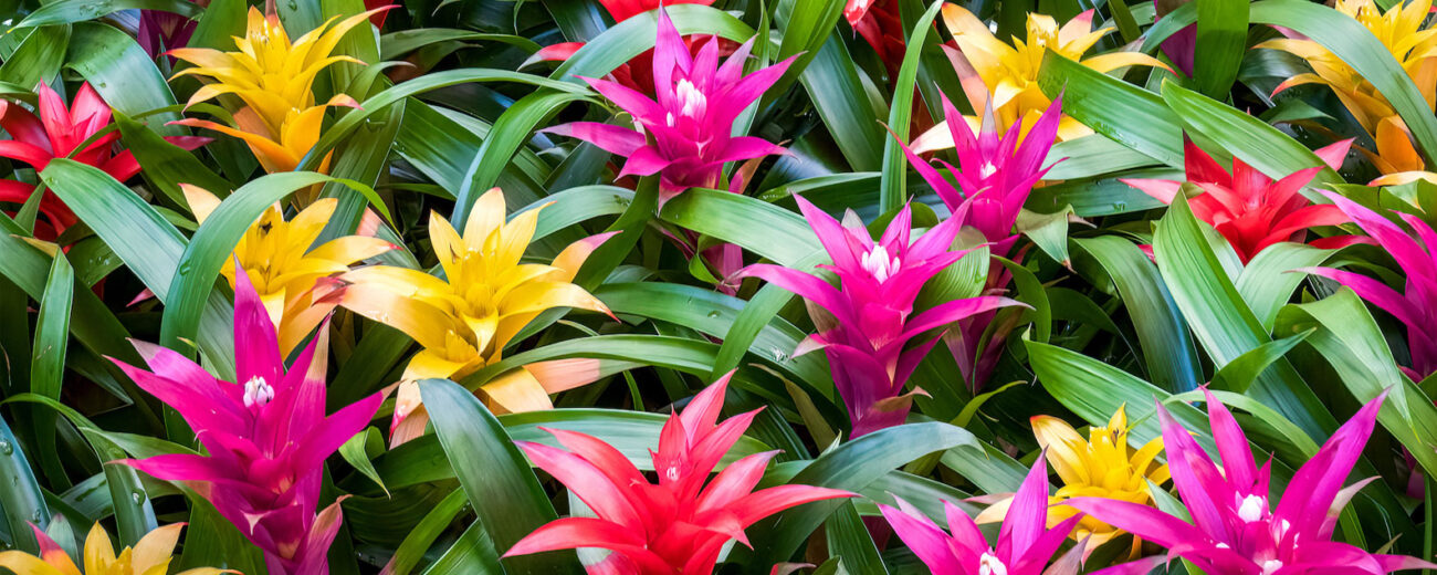 bromelia