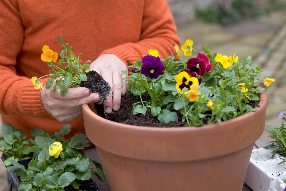 plantas-para-jardim