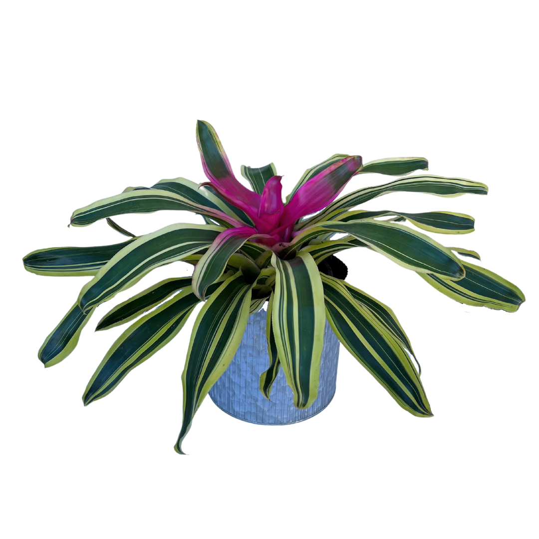 bromelia