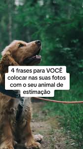 frases-para-fotos-com-cachorro