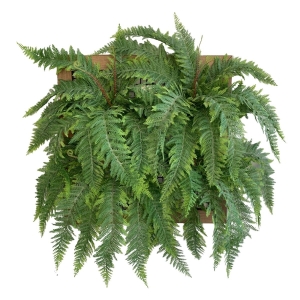 samambaia-na-decoracao