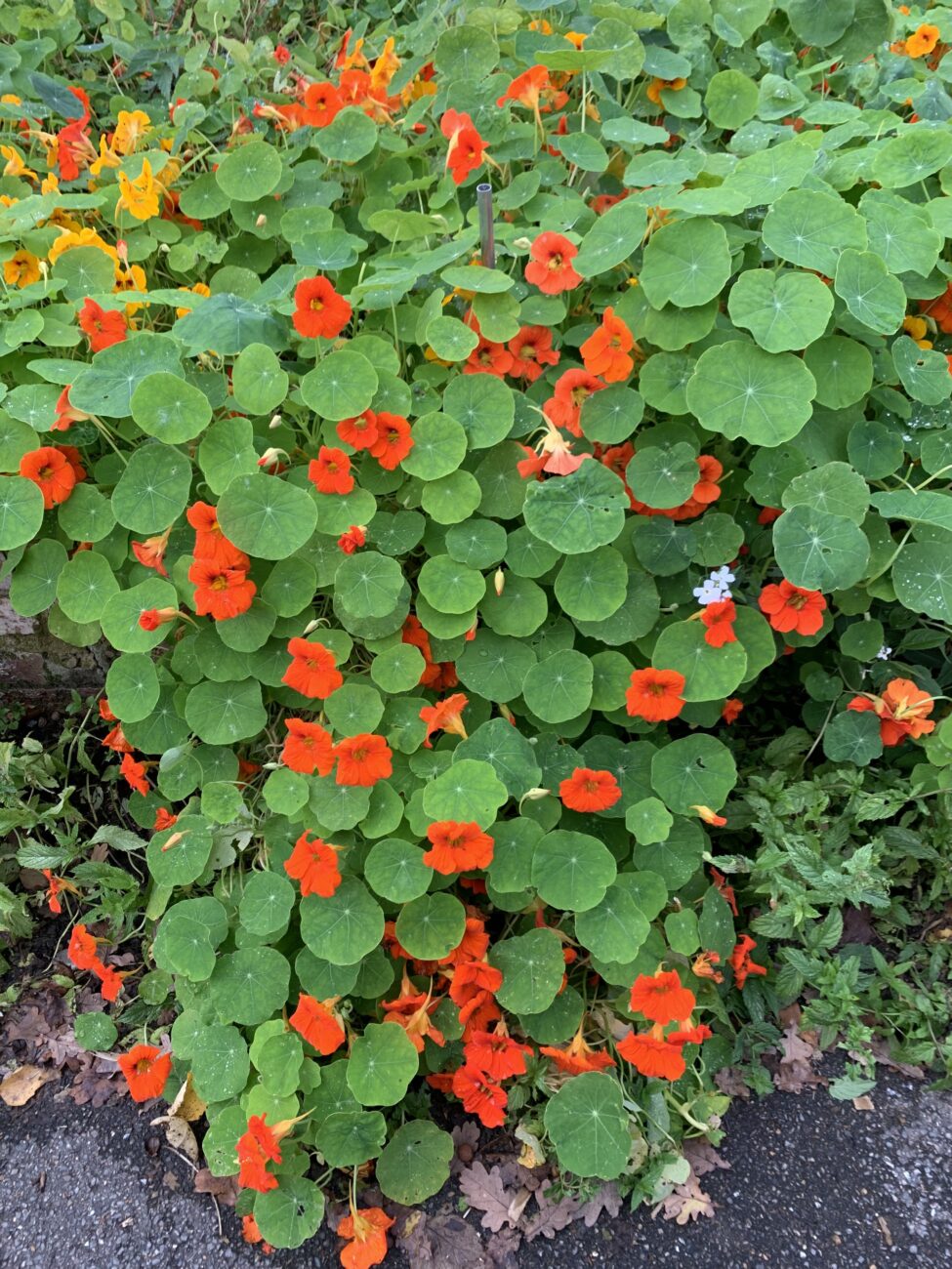 plantas-para-jardim