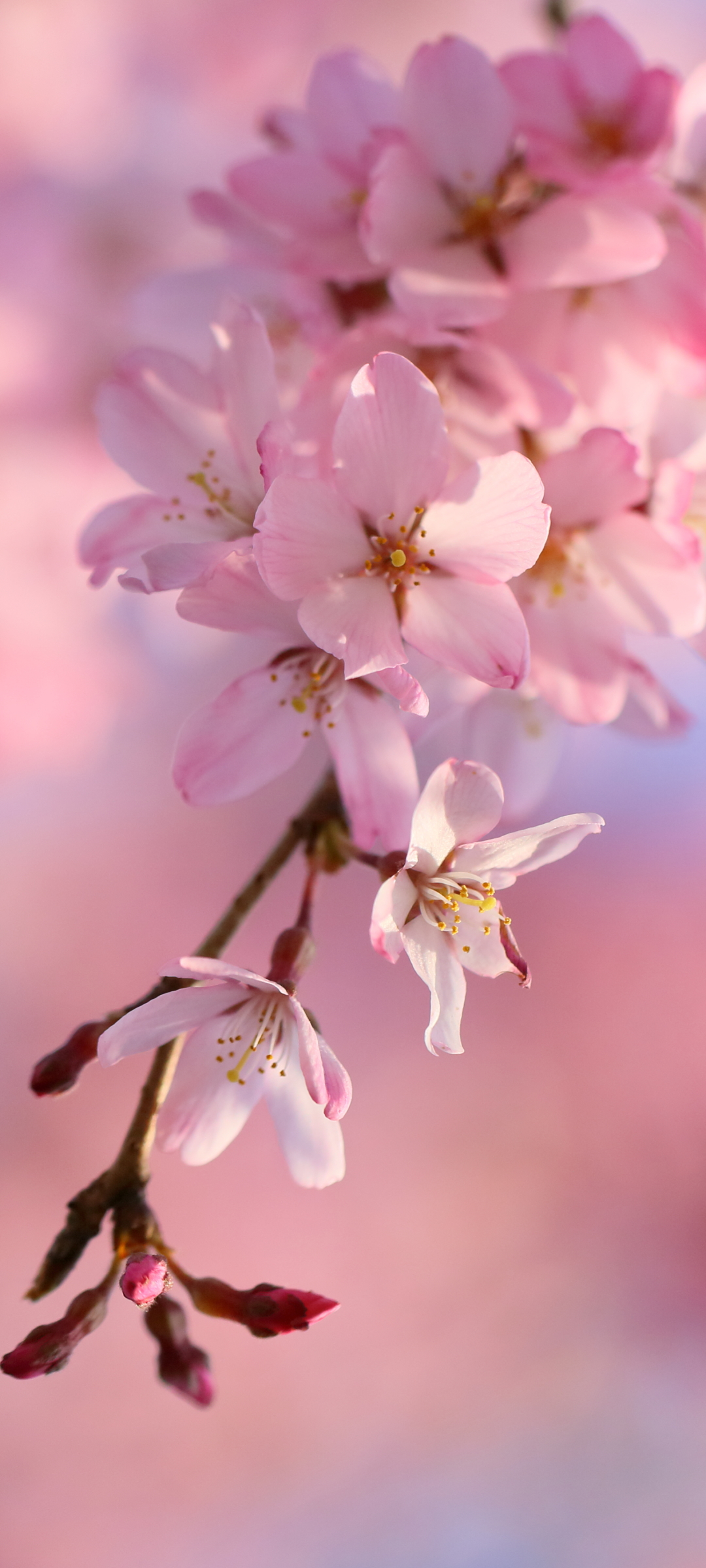 papel-de-parece-para-celular-sakura