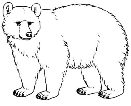 desenho-para-colorir-urso