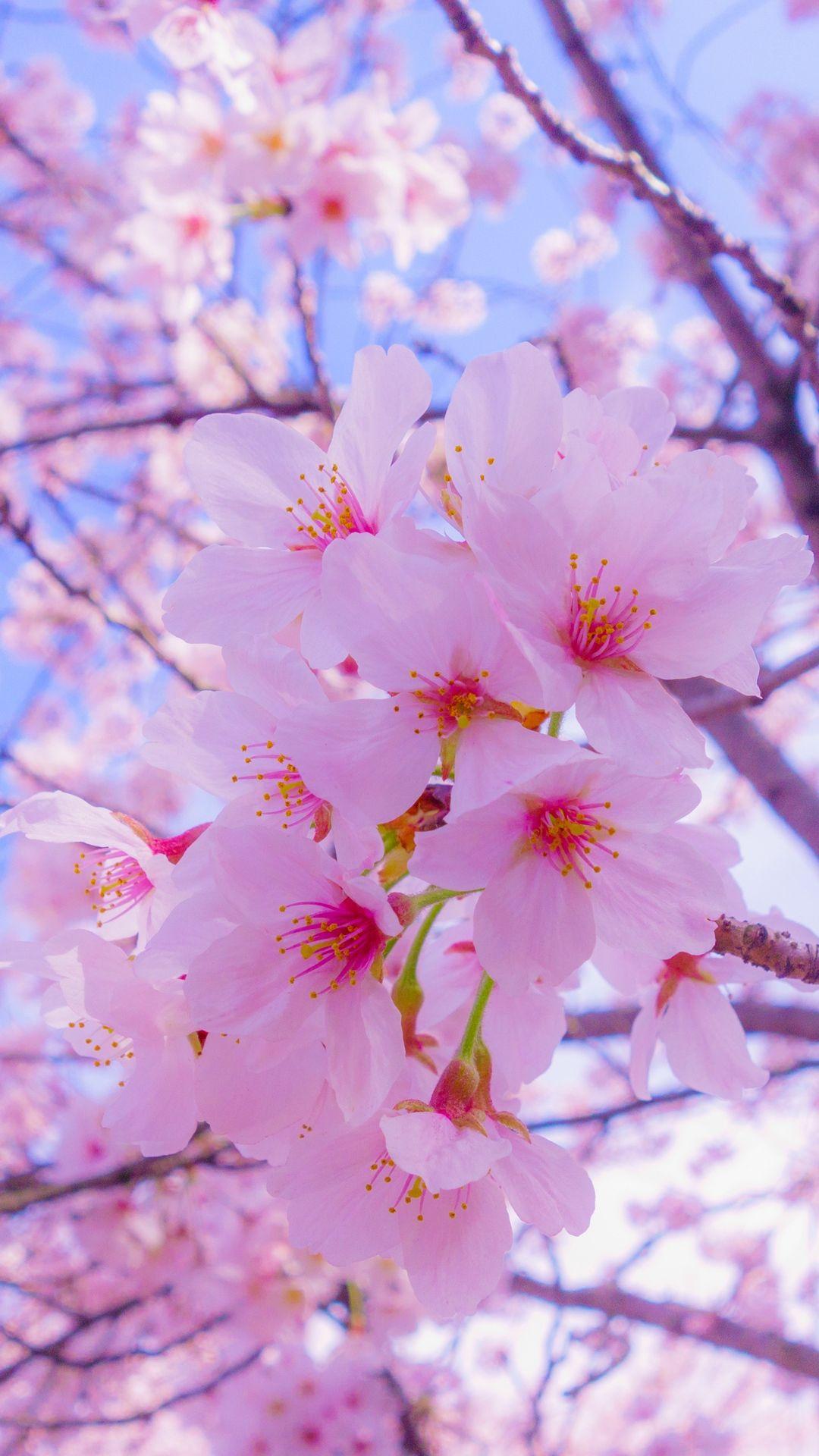 papel-de-parece-para-celular-sakura