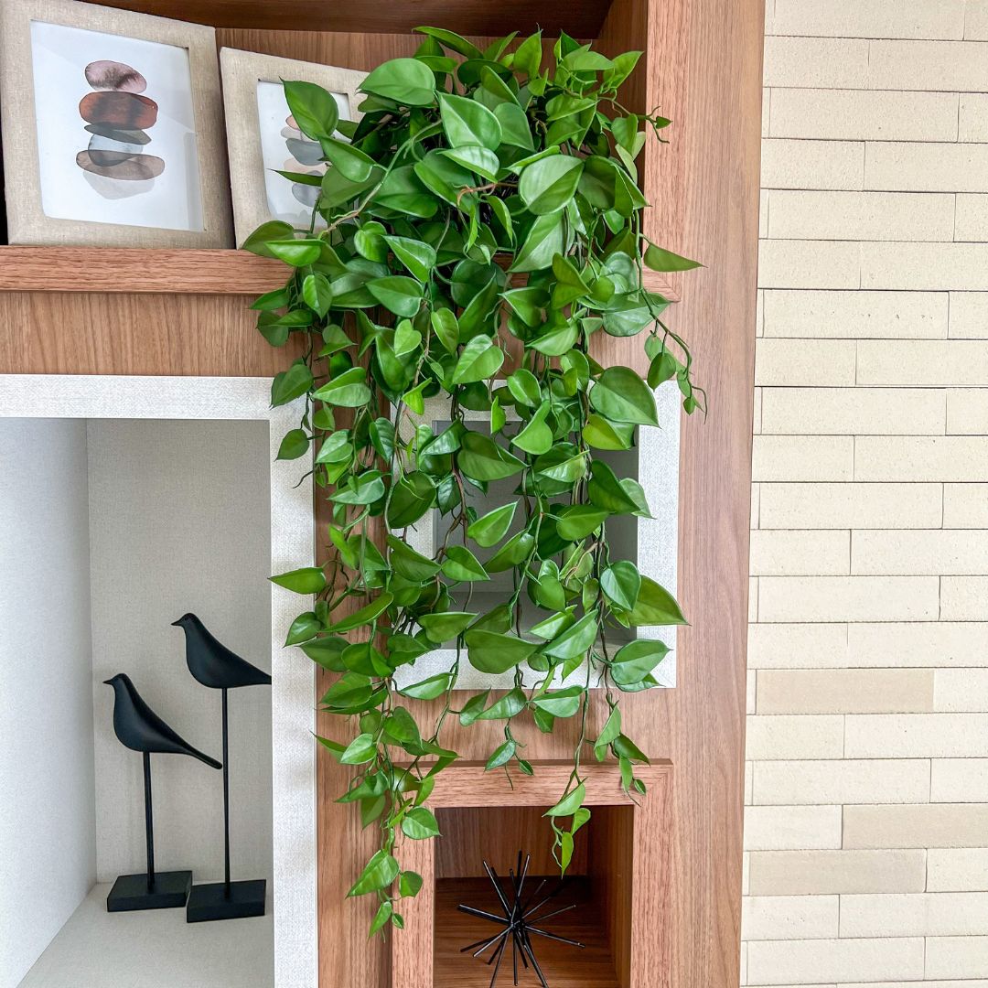 decoracao com planta jiboia