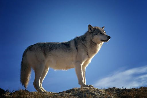 arquétipo do lobo