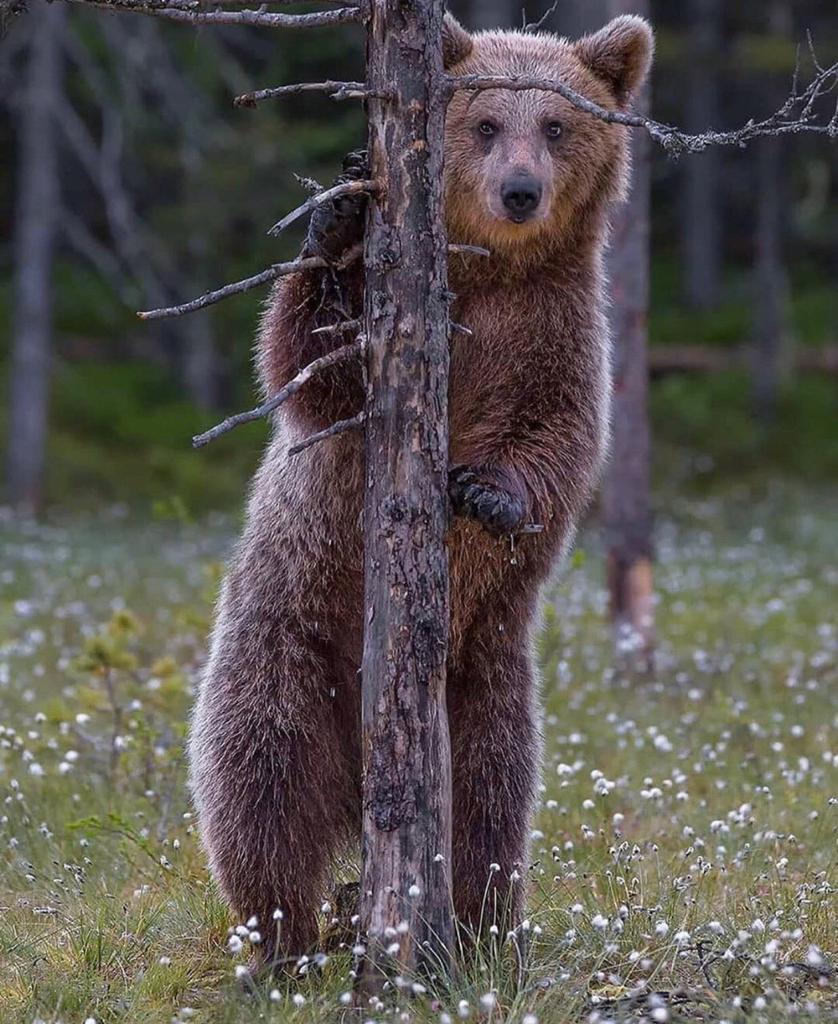 arquétipo urso