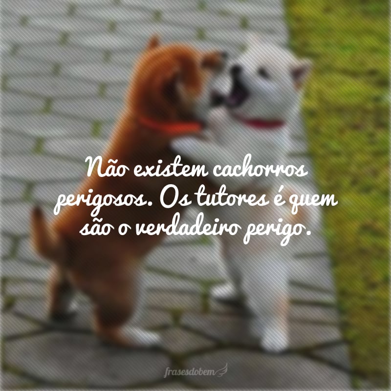 frases-para-fotos-com-cachorro