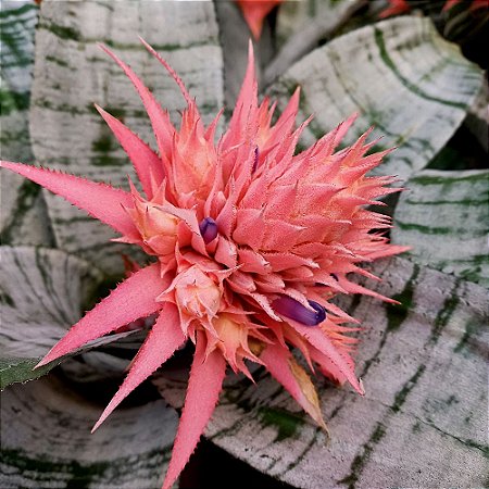 bromelia