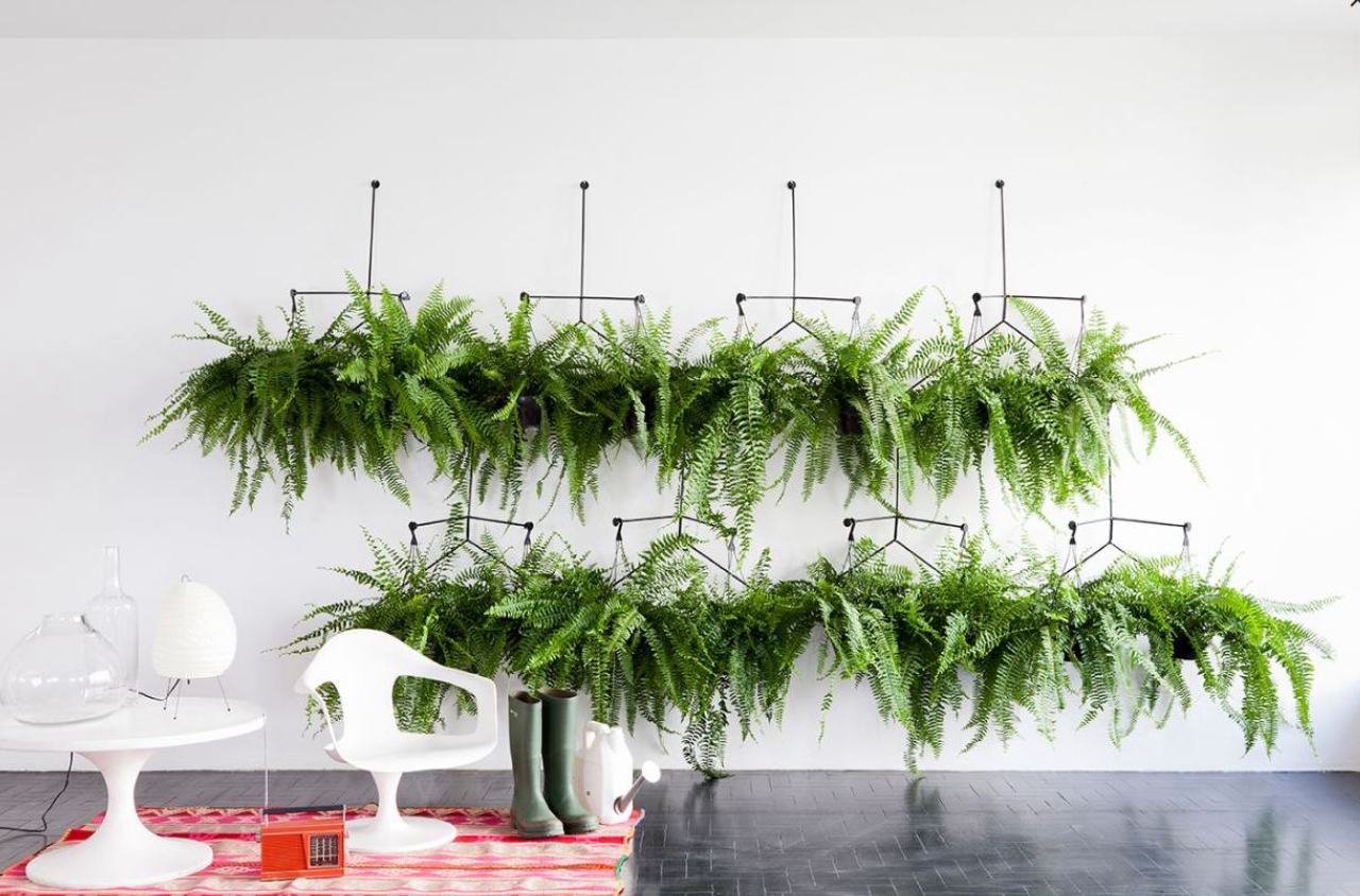 samambaia-na-decoracao
