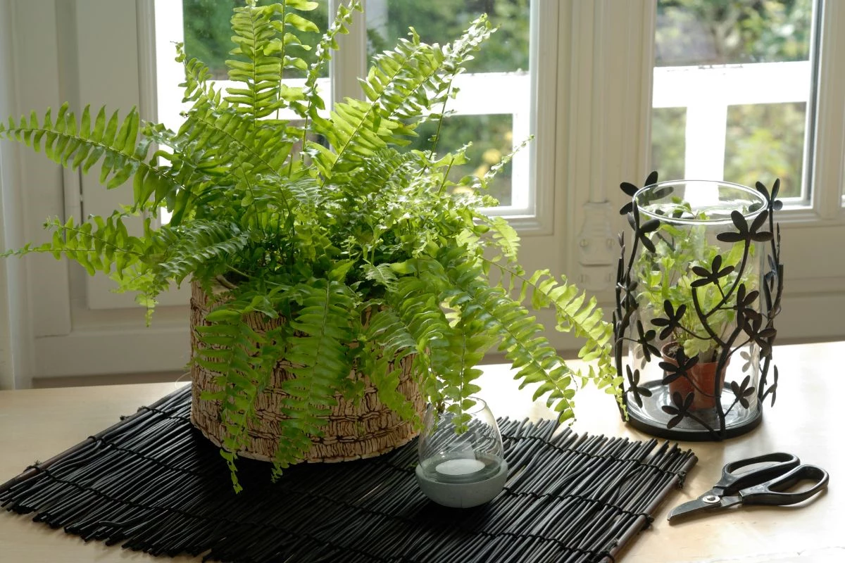 samambaia-na-decoracao
