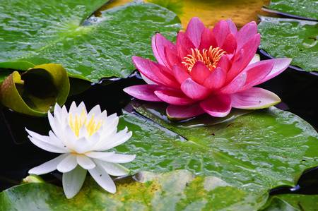 arquétipo flor de lótus