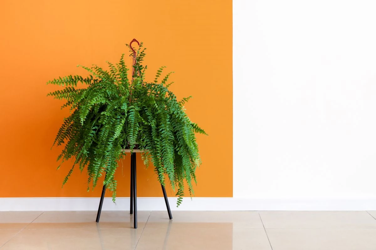 samambaia-na-decoracao