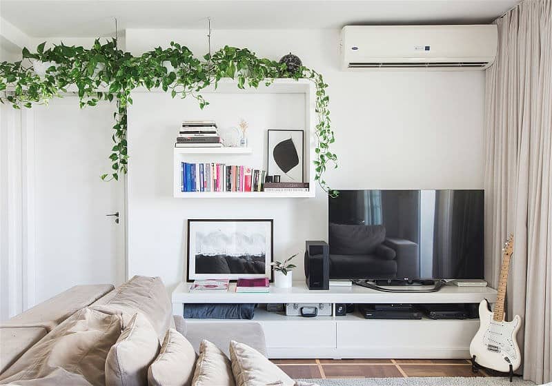 decoracao com planta jiboia