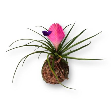 bromelia