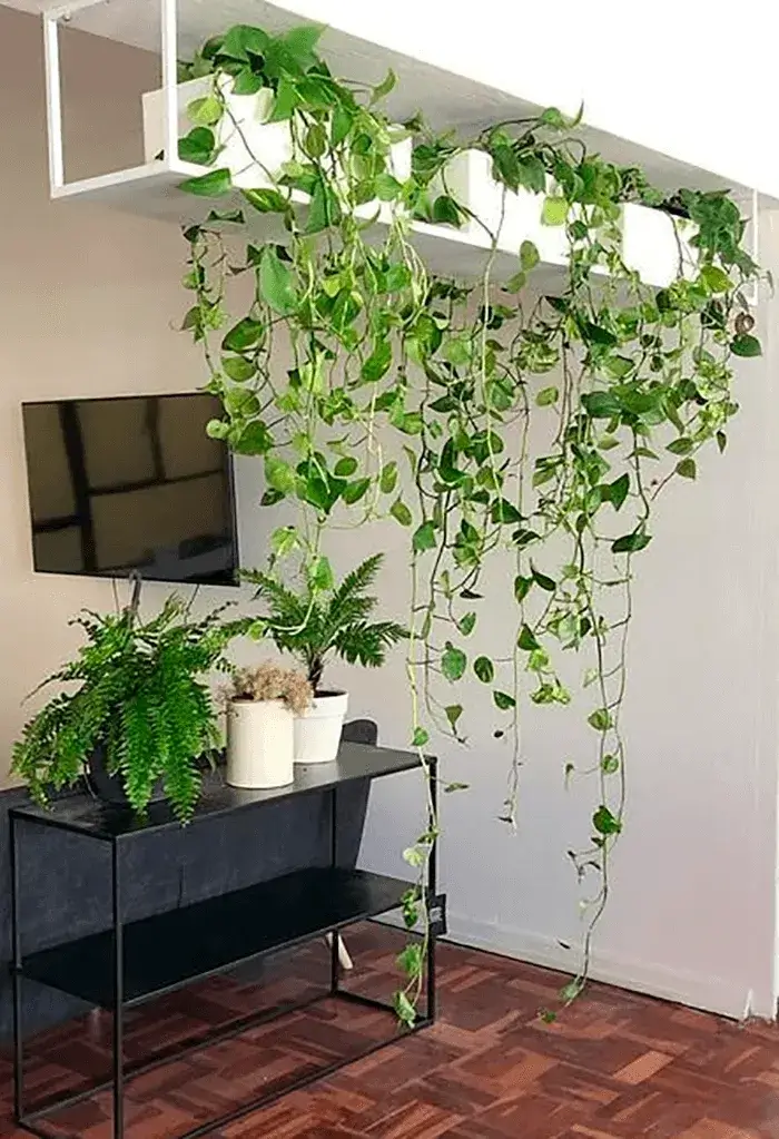 decoracao com planta jiboia