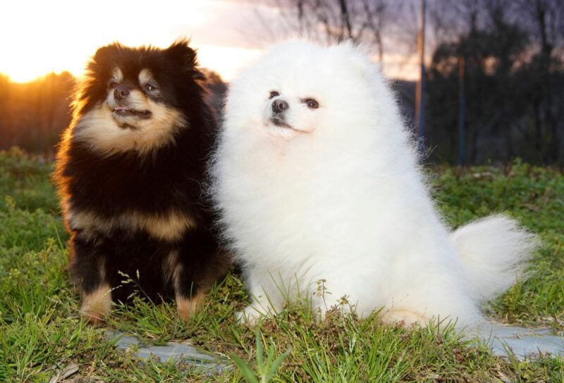 Melhores raças de cachorro para apartamento