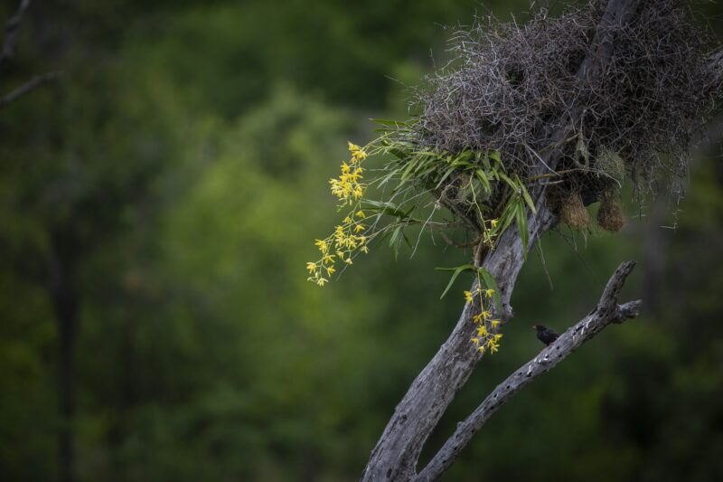 Orquídeas Em Árvores