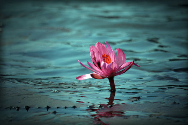 arquétipo flor de lótus