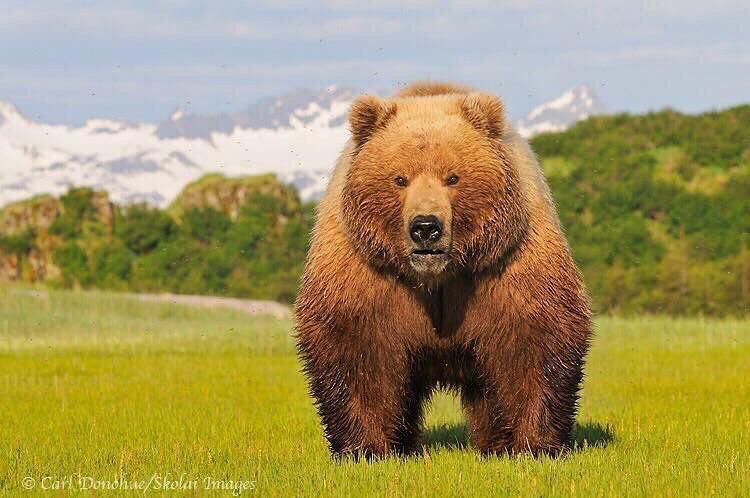 arquétipo urso