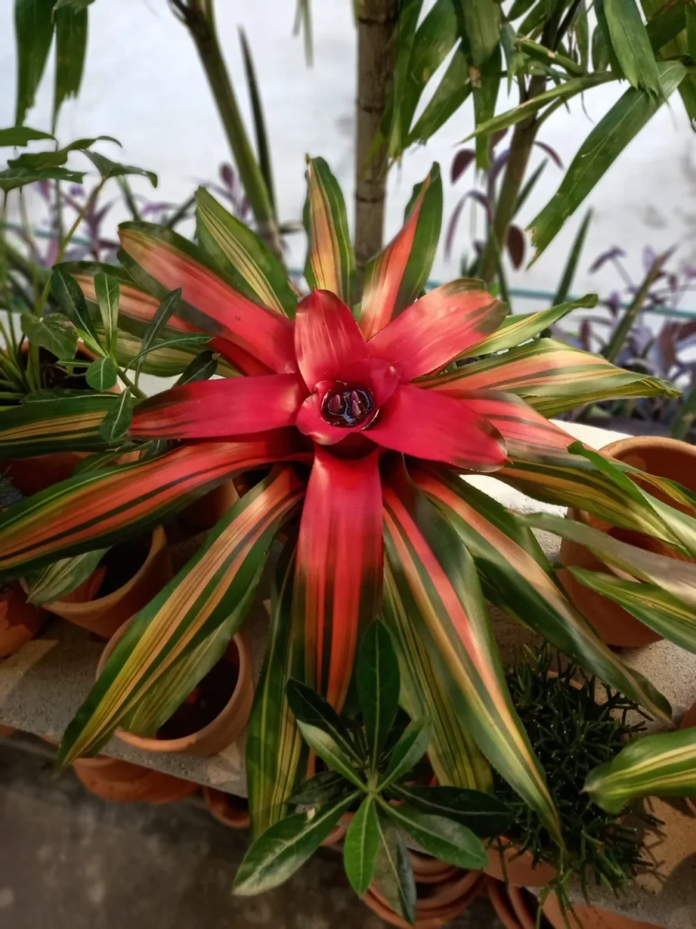 bromelia