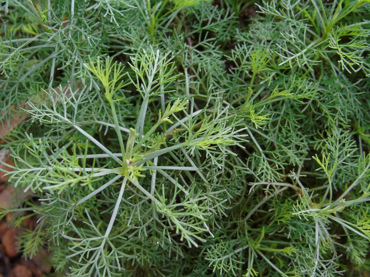 Cânfora-de-jardim (Artemisia alba Turra) | A planta da vez