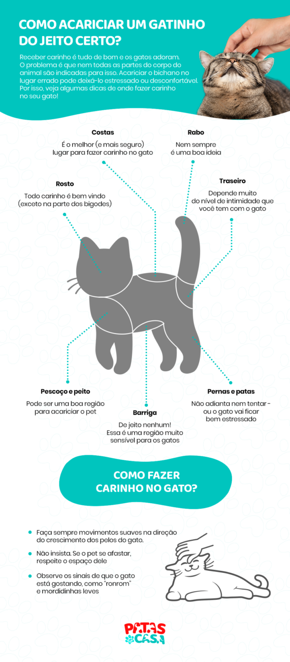 como-fazer-carinho-em-gatos