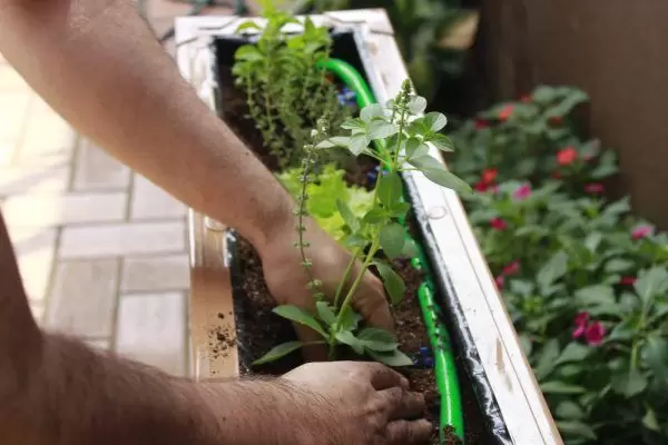 Horta Em Casa