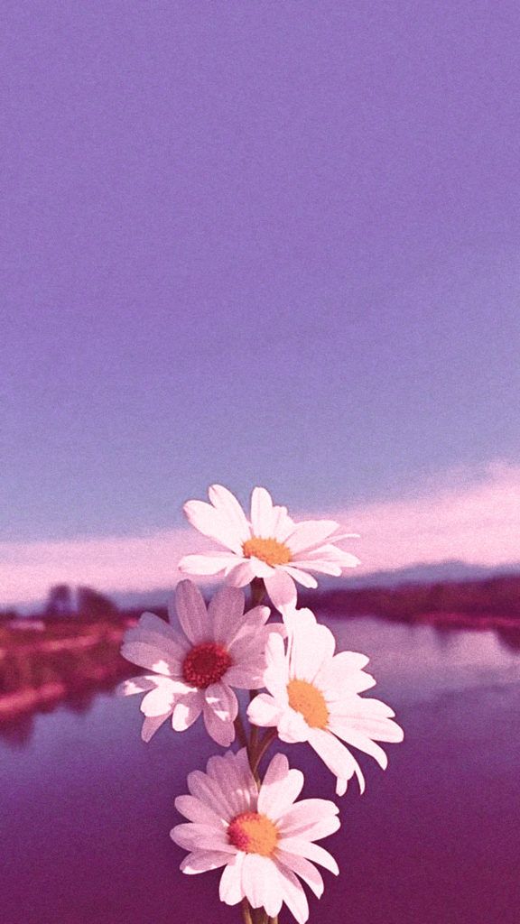 Wallpapers Aesthetic Para Celular Feminino