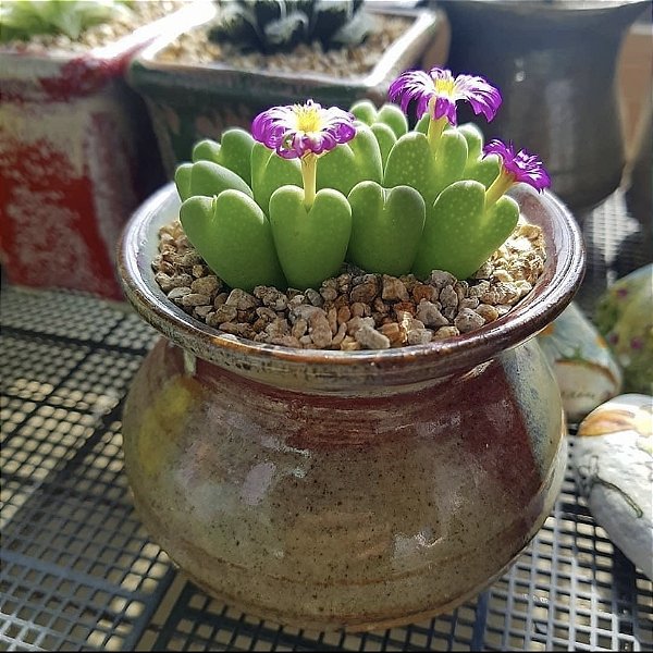 Sementes de Conophytum bilobum (10 sementes)