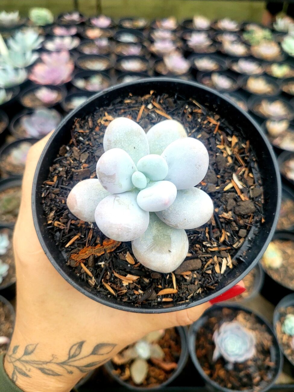 Planta Suculenta Pedra da Lua