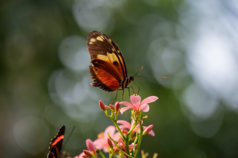 Borboleta