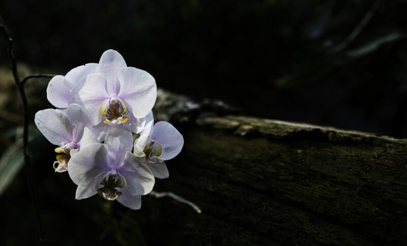 Orquídeas Em Árvores