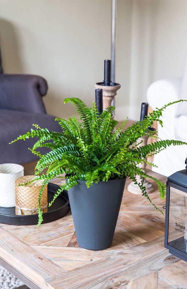 samambaia-na-decoracao