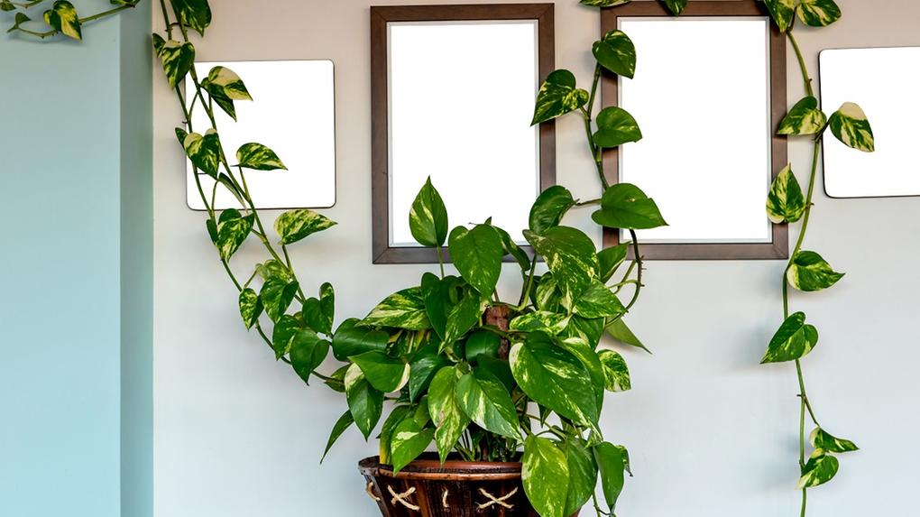 decoracao com planta jiboia