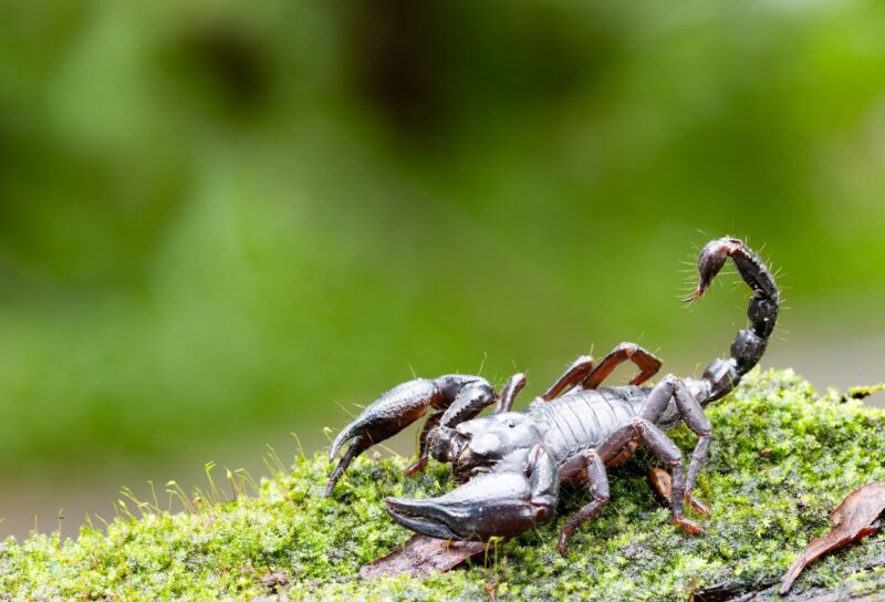 sonhar com escorpião picando