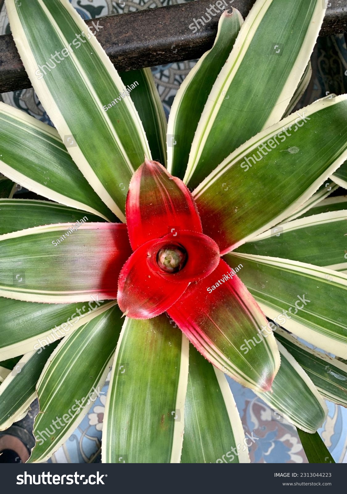 bromelia