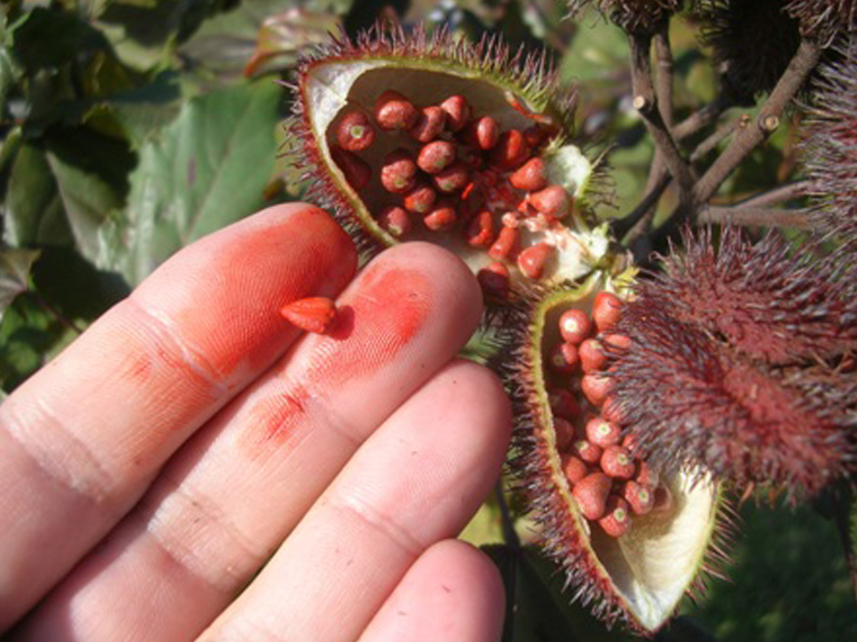 urucum