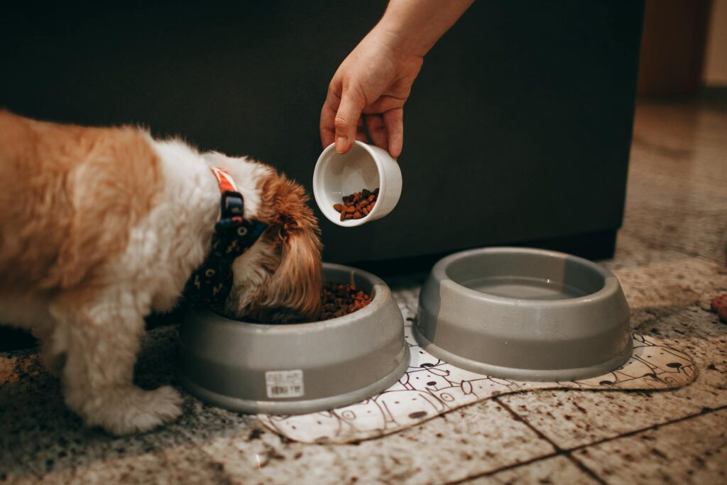 Como adaptar a alimentação do cachorro em fases de recuperação ou pós-cirúrgicas?