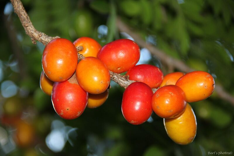 Frutos de Seriguela - (Spondias ...