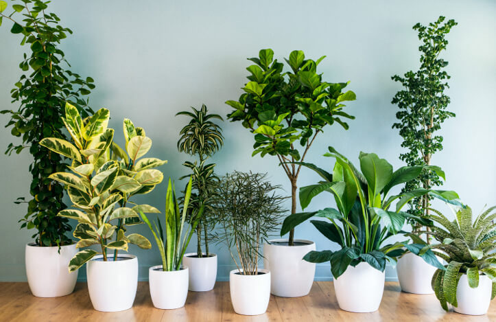 Decoração com plantas: saiba como ter ...