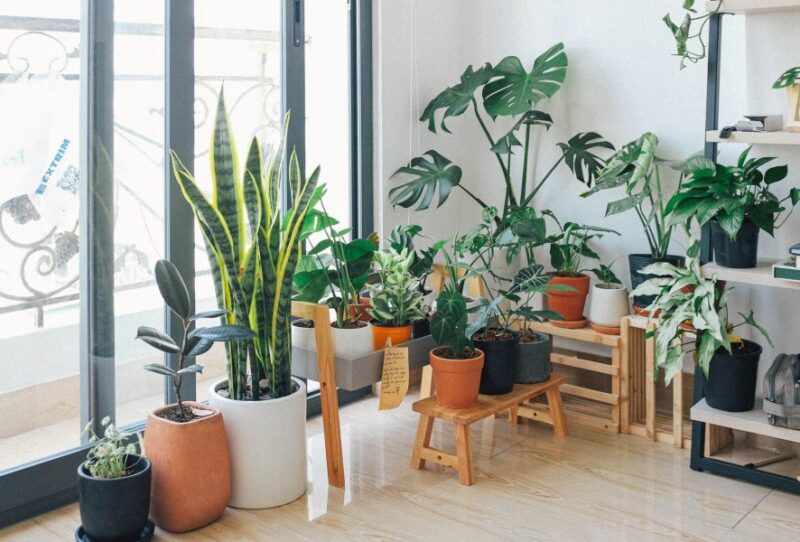 Natureza dentro de casa: ideias para ...