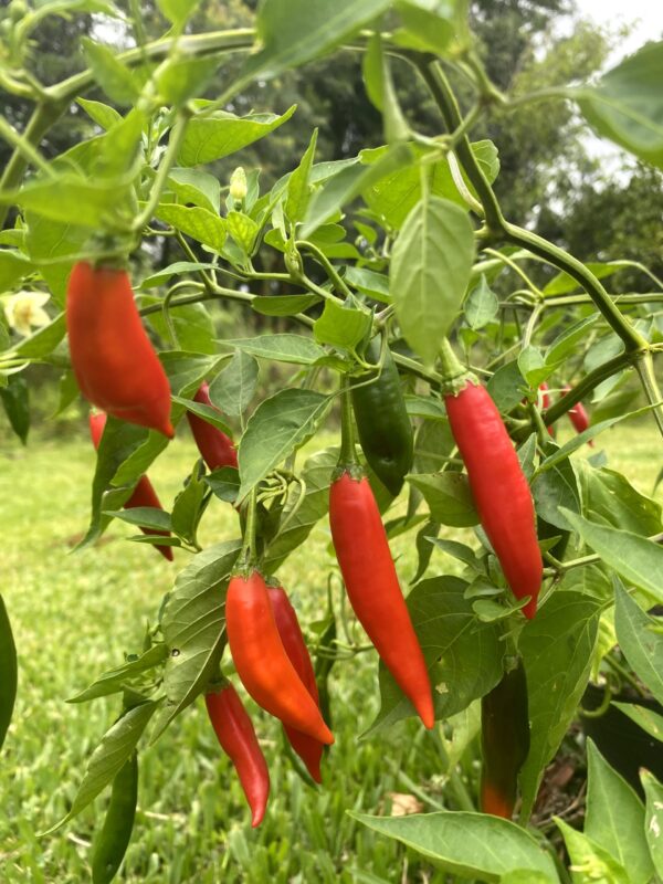 PIMENTA DEDO DE MOÇA – Lago Mudas