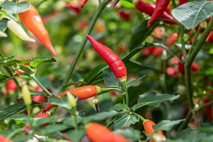 Pimenta dedo de moça: aprenda tudo ...