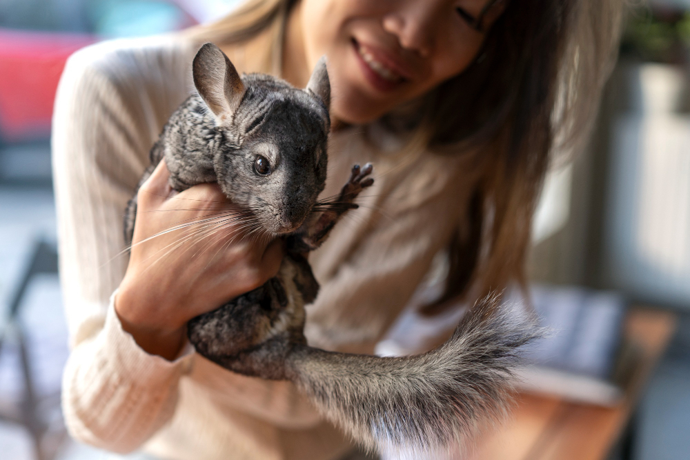 7 coisas que ninguém te conta sobre ter um filhote de chinchila