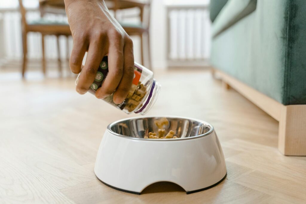 Pets exigentes? Saiba como introduzir novos alimentos com sucesso Pets exigentes? Saiba como introduzir novos alimentos com sucesso