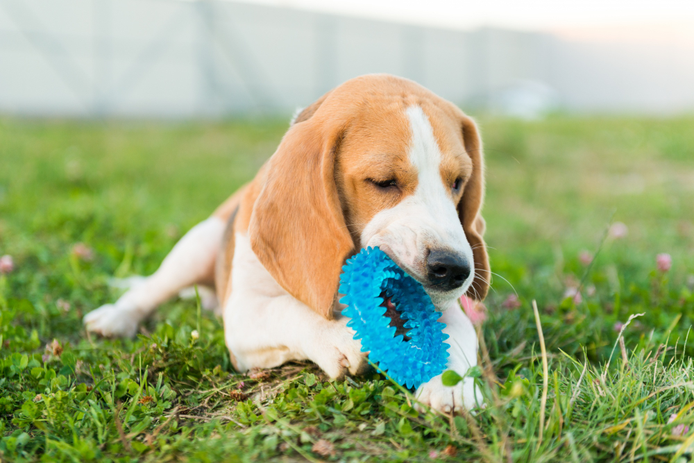 Um beagle deitado em um campo verde, segurando um brinquedo azul na boca.